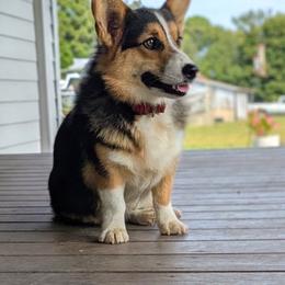 Jackson - Pembroke Welsh Corgi