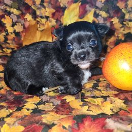 Winnie - Black and white female Chihuahua puppy in Attleboro, Massachusetts from Treasured Hearts Chihuahuas