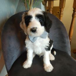 Chunk - Black and white male Sheepadoodle puppy in Farley, Iowa from Iowa's Doodle Co.