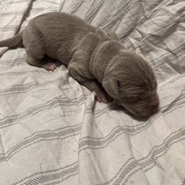 Boy 6 - Chocolate Great Dane puppy in Pennsylvania from Pocono Mountain Great Danes