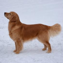 Ruger - Golden Retriever