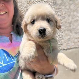 Jenga (green) - Golden female Golden Retriever puppy in Argyle, Texas from Skarlotte Goldens, LLC