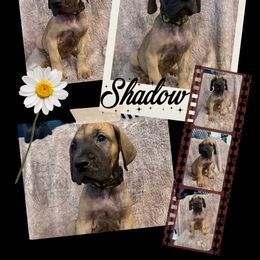 Caleb Shadow - Fawn male Great Dane puppy in Longview, Texas from Noctua Kennels