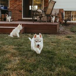 Siberian Husky Puppies from Polaire Siberians