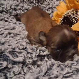 Girl 5 - Chocolate female Shih Tzu puppy in Olive Branch, Mississippi from K&T FURBABIES