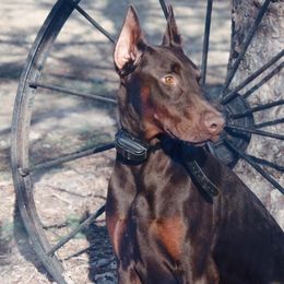 Doberman Pinscher and French Bulldog All Grown Up from The Defender Farm