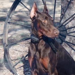 Doberman Pinscher and French Bulldog All Grown Up from The Defender Farm