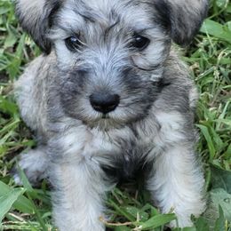 Miniature Schnauzers from Lake Erie Schnauzers