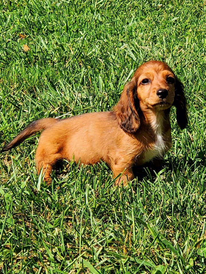 B&M Farm Dachshunds in Virginia | Dachshund puppies | Good Dog