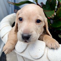 Purple collar - Cream male Dachshund puppy in Orlando, Florida from Weiner Wunderland of Central Florida