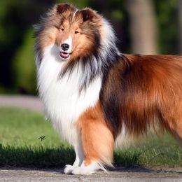 Collies, Flat-Coated Retrievers, and Shetland Sheepdogs from Enclave