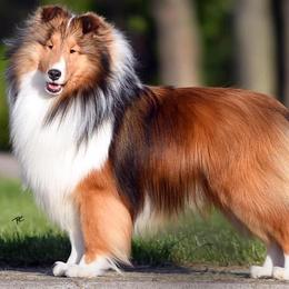 Collies, Flat-Coated Retrievers, and Shetland Sheepdogs from Enclave