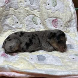 Miles - Blue merle male Miniature Australian Shepherd puppy in Signal Mountain, Tennessee from D & D Miniature and Toy Australian Sheppards