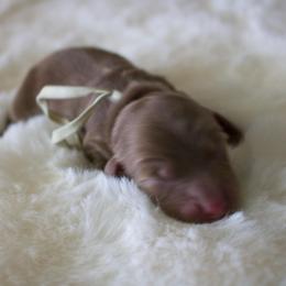 Iris - Chocolate and cream female Dachshund puppy in Morrow, Ohio from Courtney’s Colorful Doxies