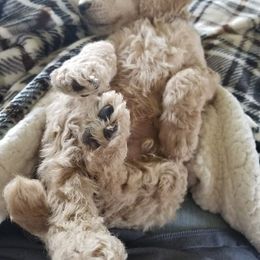 Poodle Puppies from Harmony Hill Standard Poodles