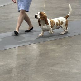 Basset Hound and Golden Retriever All Grown Up from Storm Chasers- Golden Retrievers & Basset Hounds