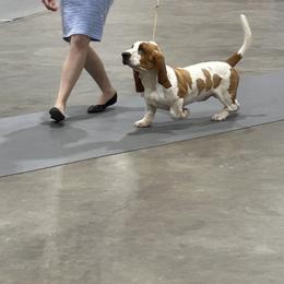 Basset Hound and Golden Retriever All Grown Up from Storm Chasers- Golden Retrievers & Basset Hounds