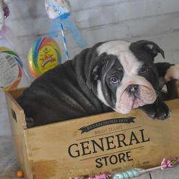Bulldog Puppies from Dampier Bulldogs Mo