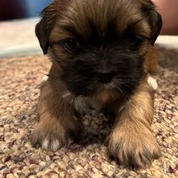 Hannah - Grizzle female Lhasa Apso puppy in Snover, Michigan from Lhasa Fur Life