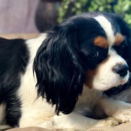 Blackberry - Cavalier King Charles Spaniel