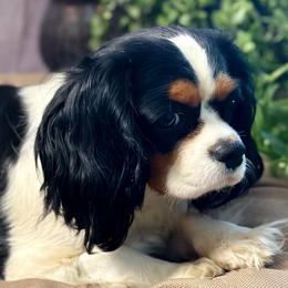 Blackberry - Cavalier King Charles Spaniel