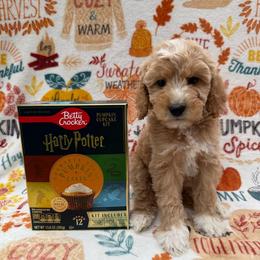 Neville - Apricot male Goldendoodle puppy in Conroe, Texas from Tails of Cypress