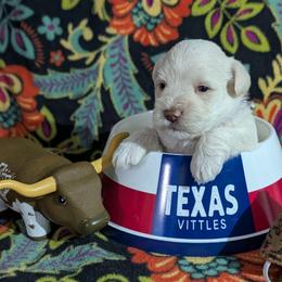 Red collar - White male Miniature Schnauzer puppy in Brownwood, Texas from Texas Dreams Mini Schnauzers