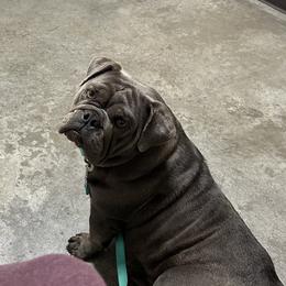 Versace - Bulldog