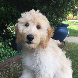 Goldendoodles from Pecan Creek Goldendoodles