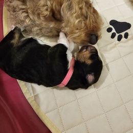Aussiedoodle Puppies from Parrish Precious Ones