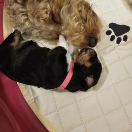 Aussiedoodle Puppies from Parrish Precious Ones