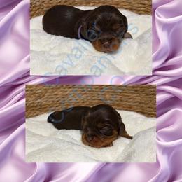 Cavalier King Charles Spaniel and Dachshund Puppies from Cavalier Companions CO.