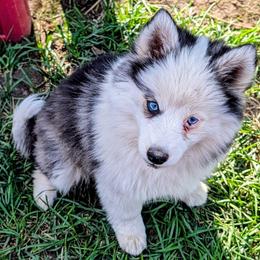Orion - Black and white male Pomsky puppy in Kittredge, Colorado from Rocky Mountain Pomskies