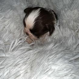 Pooh - Liver and white female Shih Tzu puppy in Azusa, California from RJ Shih Tzu lover