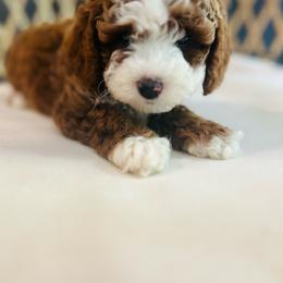 Copper - Red male Cavapoo puppy in Natural Bridge, Virginia from Rockbridge Puppies