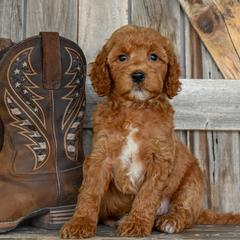 Anthem-Orange Collar - Apricot male Irish Doodle puppy in Macedon, New York from Toodles Goldendoodles