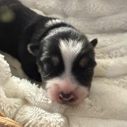 Valentina - Black and white female Pomsky puppy in Wisconsin from Summer's Pomskies