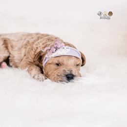 Snuggles - Red  female Goldendoodle puppy in Lima, Ohio from Hommel’s Mini Darling Doodles