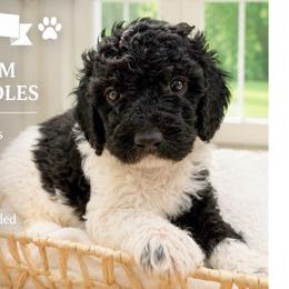 1400.00 Panda: White Collar - Parti female Goldendoodle puppy in Raceland, Louisiana from Cajun Doodles