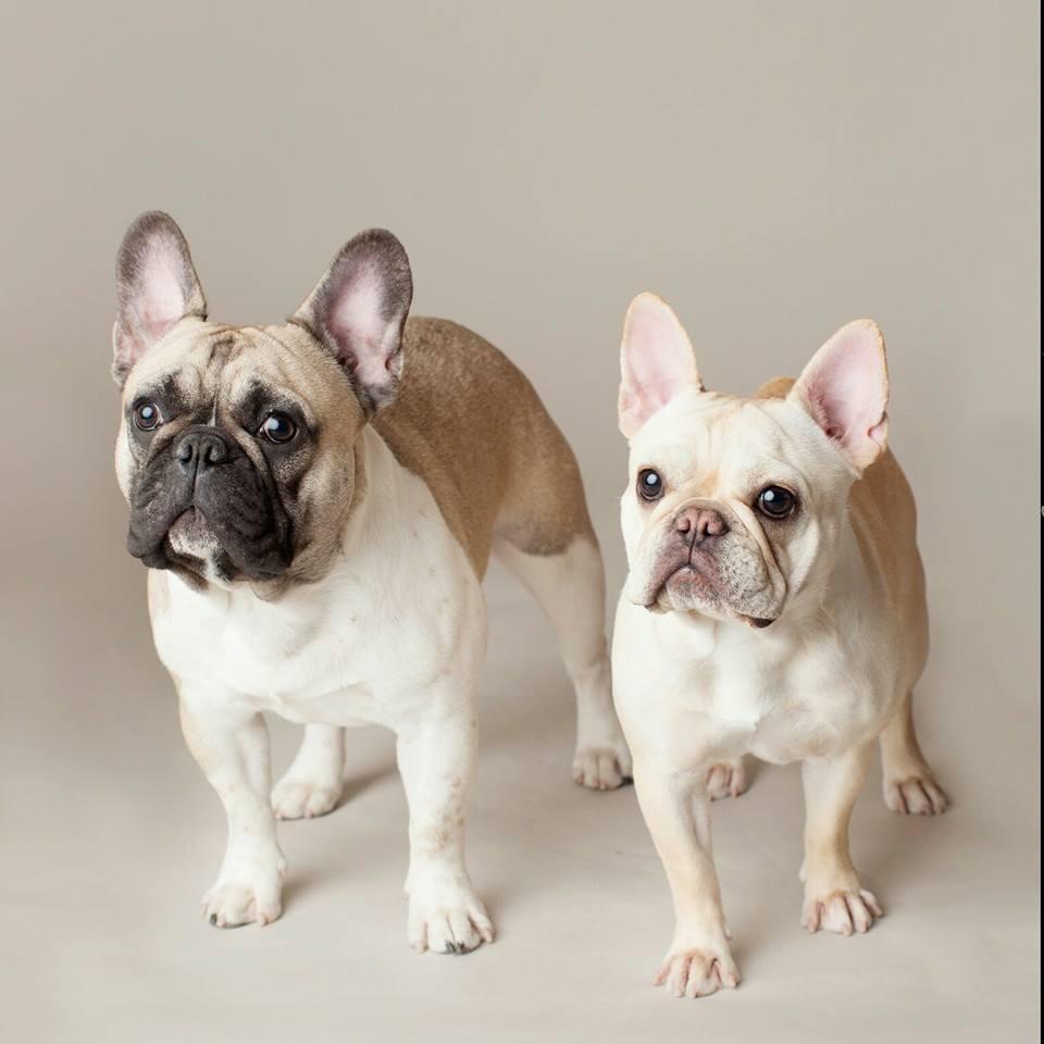 Carte Postale Ancienne CPA – Deux Adorables Bouledogues Français, Chiens (1387842)