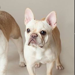 French Bulldogs from Whoville French Bulldogs