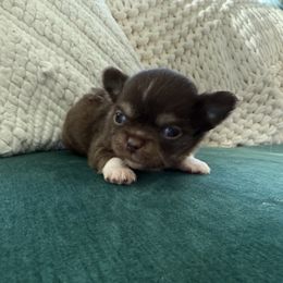 Boy 1 - male Chihuahua puppy in Miami, Florida from Natalias Tiny Chihuahuas
