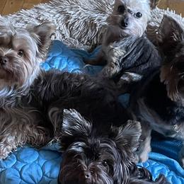 Yorkshire Terriers from 4 the L❤️ve of Yorkies