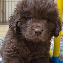 Rosie Orange Male - Brown male Newfoundland puppy in Pottstown, Pennsylvania from Latin of Course Newfoundlands