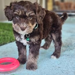 Reeses - Tri-color male Bernedoodle puppy in Salem, Missouri from Meadowbrook Poodles