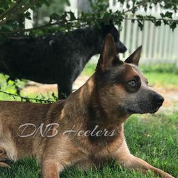 Jay Jay  - Australian Cattle Dog