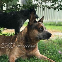 Jay Jay  - Australian Cattle Dog