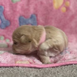 Maltese, Pomeranian, Shih Tzu, and Yorkshire Terrier Puppies from Gibbs Gorgeous Paws LLC