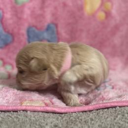 Maltese, Pomeranian, Shih Tzu, and Yorkshire Terrier Puppies from Gibbs Gorgeous Paws LLC
