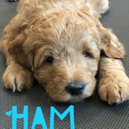 Goldendoodle Puppies from Dapper Doodles of Tennessee